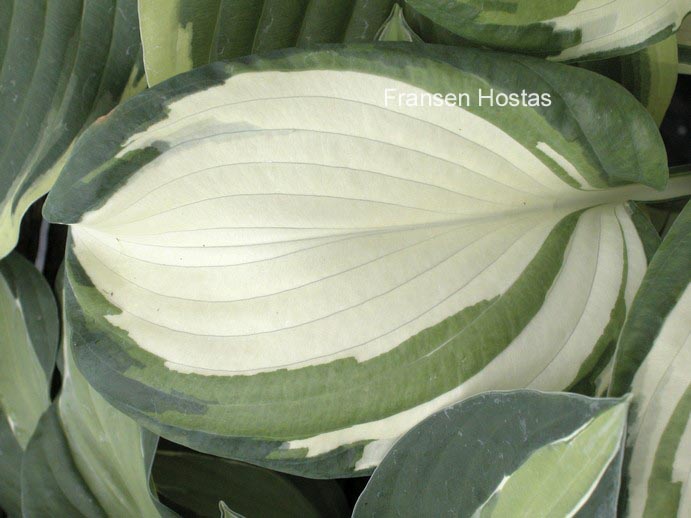 Hosta 'Dancing in the Rain' Hosta 'Dancing in the Rain'