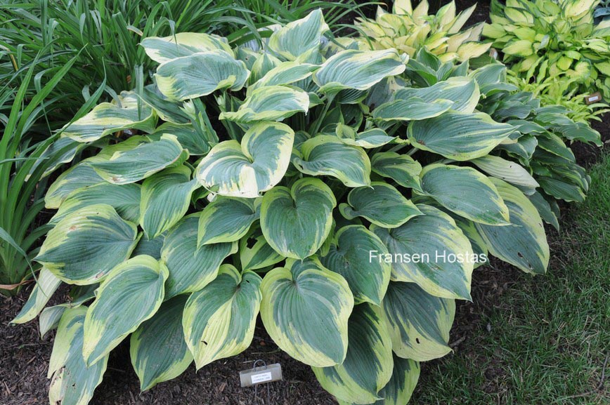 Hosta 'Earth Angel'