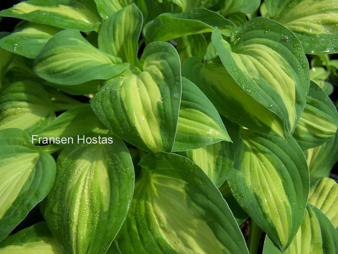 Hosta 'Fantasy Island'