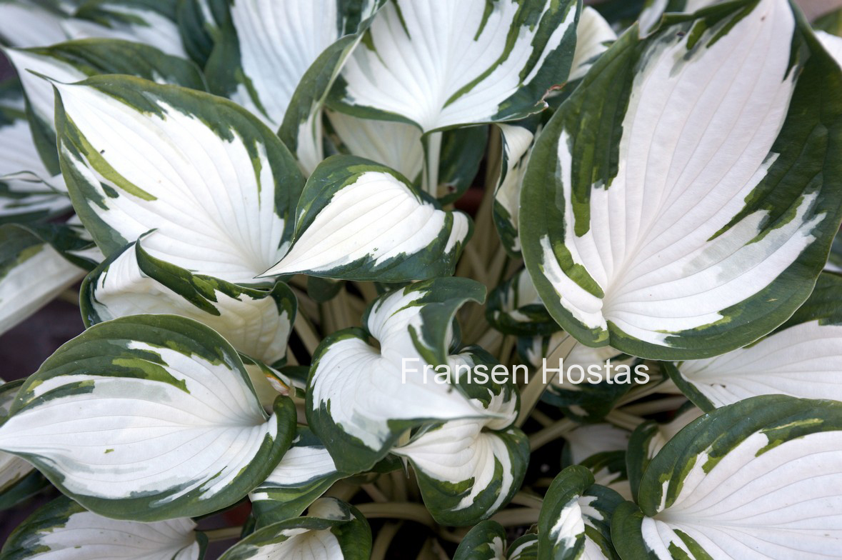 Hosta 'Fire and Ice'