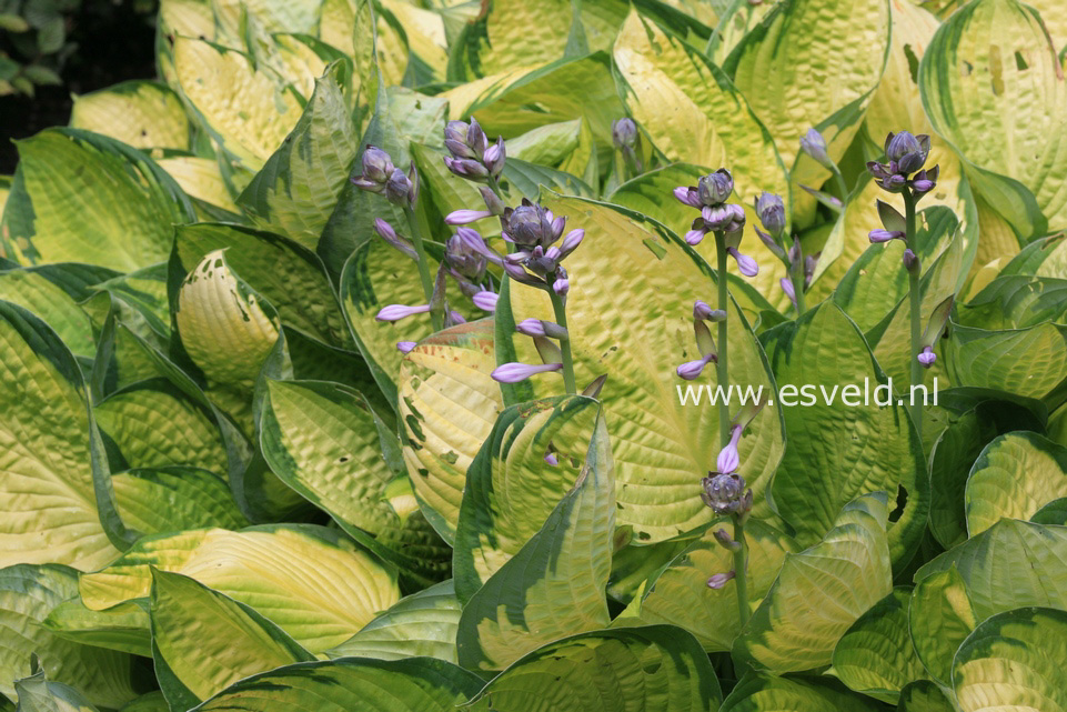 Hosta 'Gold Standard'