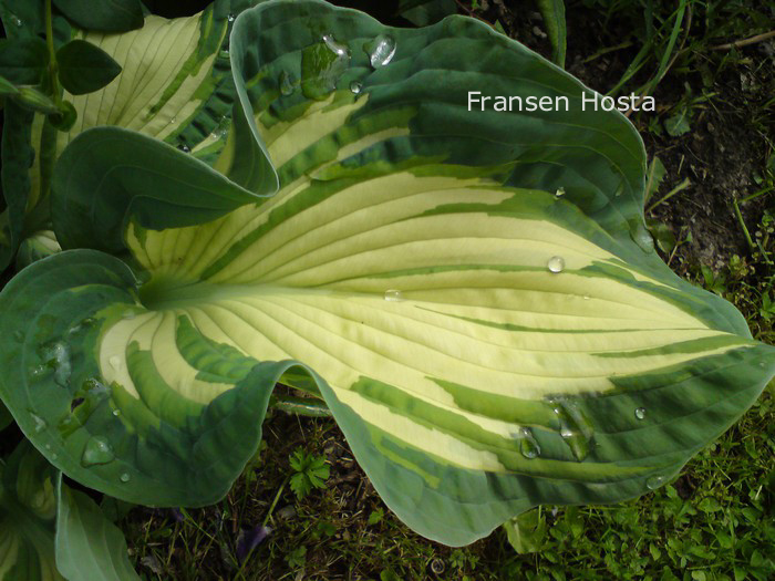 Hosta 'Golden Meadows'
