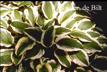 Hosta 'Ground Master' Hosta 'Ground Master'
