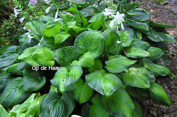 Hosta 'Guacamole'