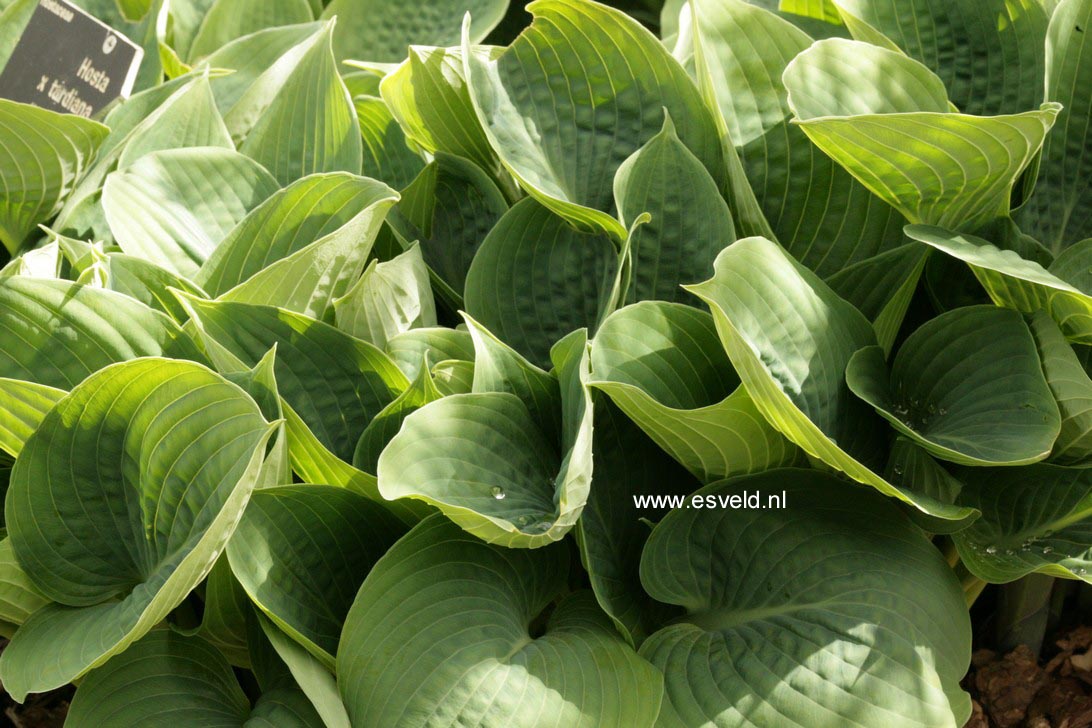 Hosta 'Hadspen Blue'