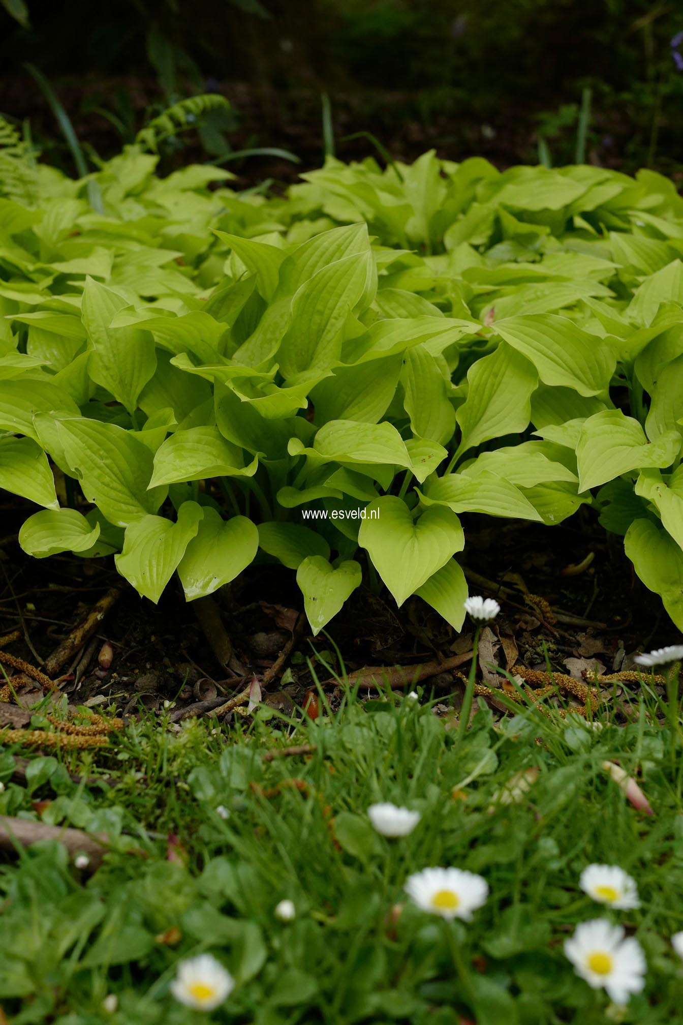 Hosta 'Hydon Sunset' (A9899)