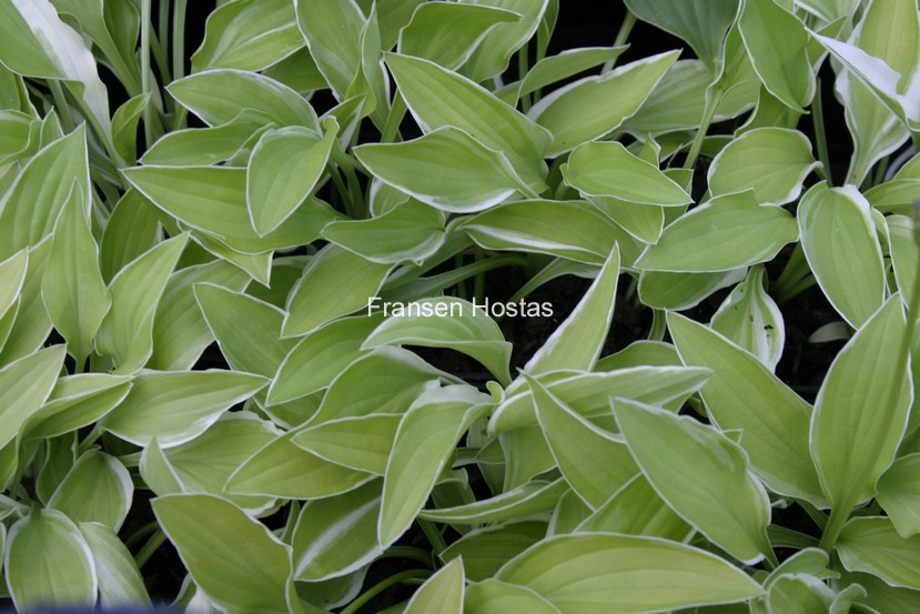 Hosta 'Iced Lemon'