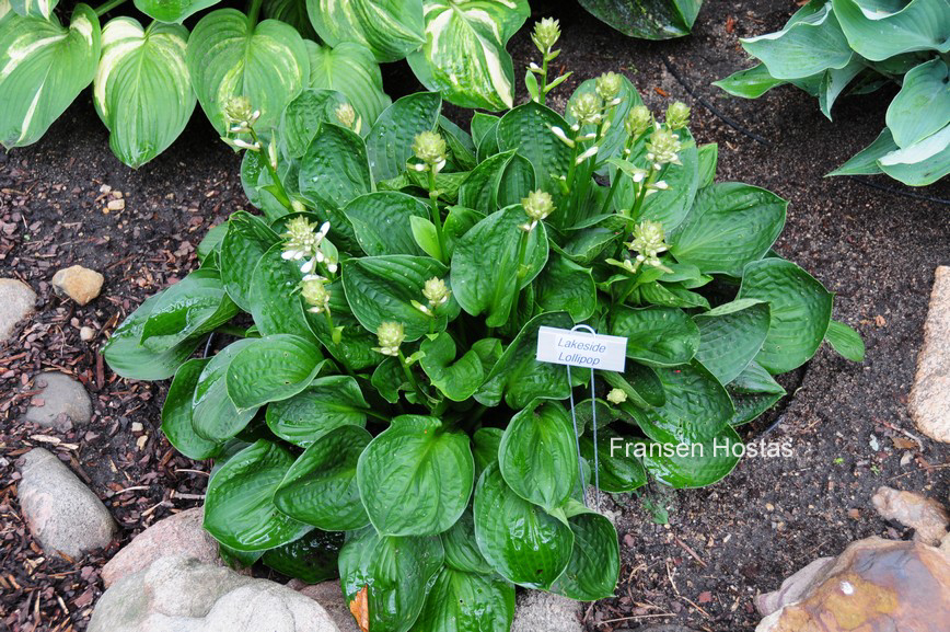 Hosta 'Lakeside Lollipop'