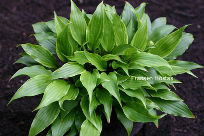 Hosta 'Little Red Joy'