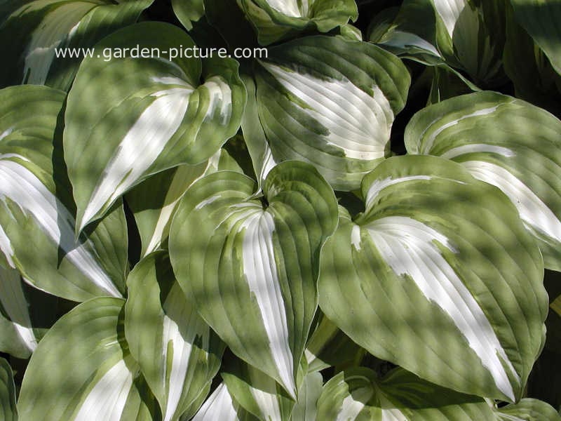 Hosta 'Night before Christmas'