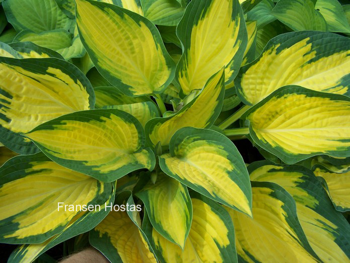 Hosta 'Orange Marmelade'