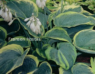 Hosta 'Paradise Expectations'