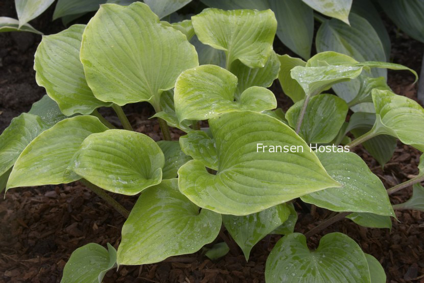 Hosta 'Paradise Red Delight'