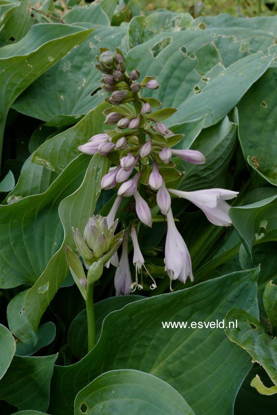 Hosta 'Pearl Lake' (B6518)