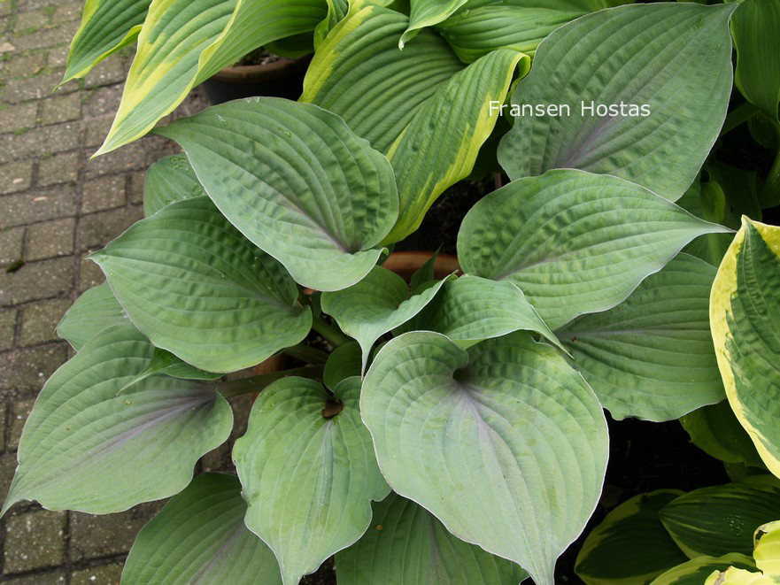 Hosta 'Purple Haze' Hosta 'Purple Haze'