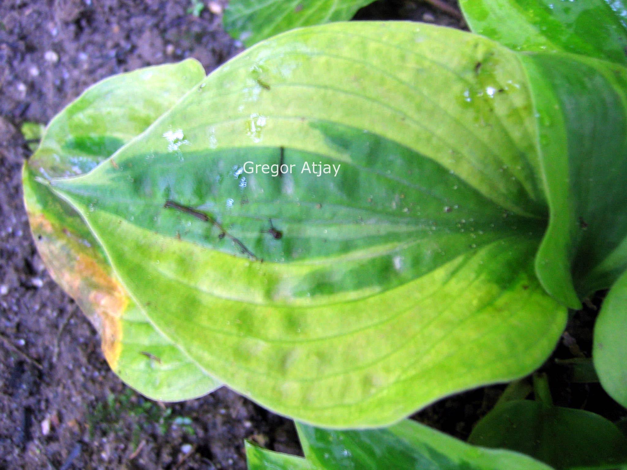 Hosta 'Radiant Edger'