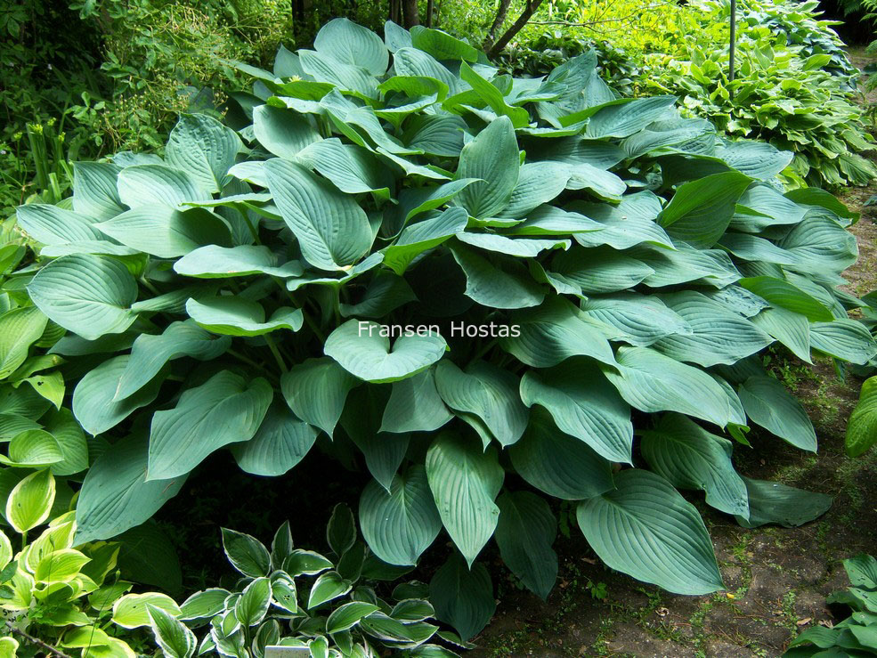 Hosta 'Snowden'