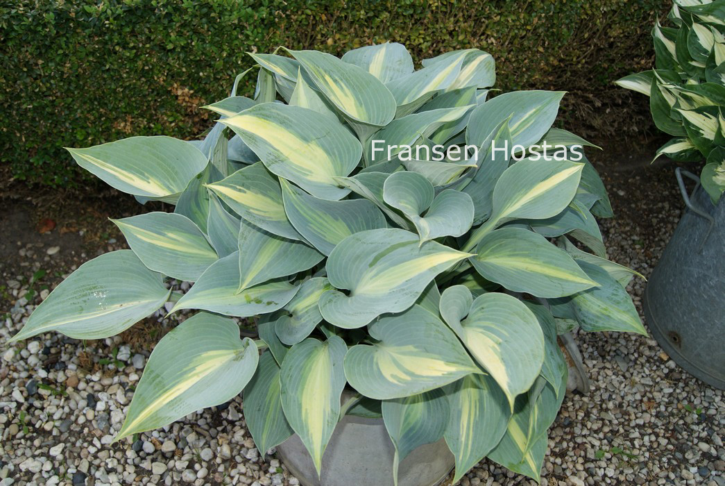 Hosta 'Touch of Class'