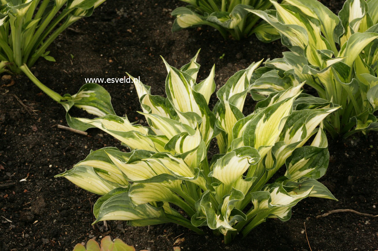Hosta 'Whirlwind'