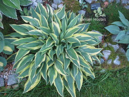 Hosta 'Wolverine'