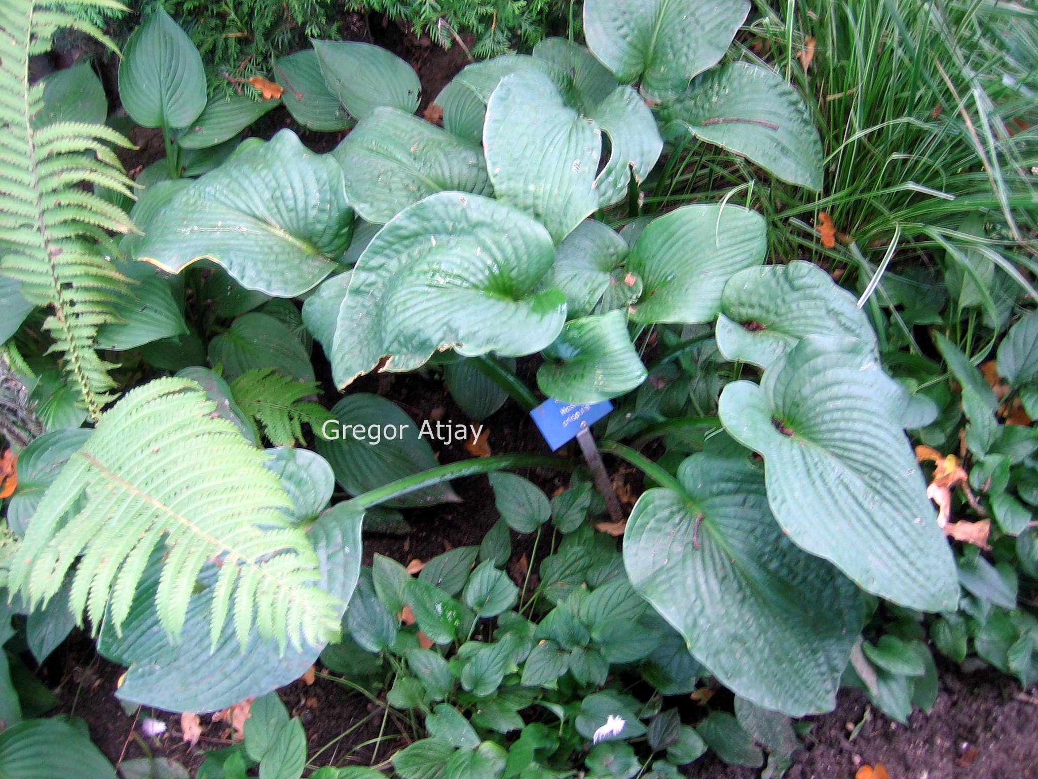 Hosta crispula