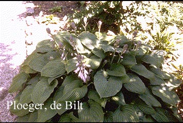 Hosta fortunei 'Rugosa' Hosta fortunei 'Rugosa'