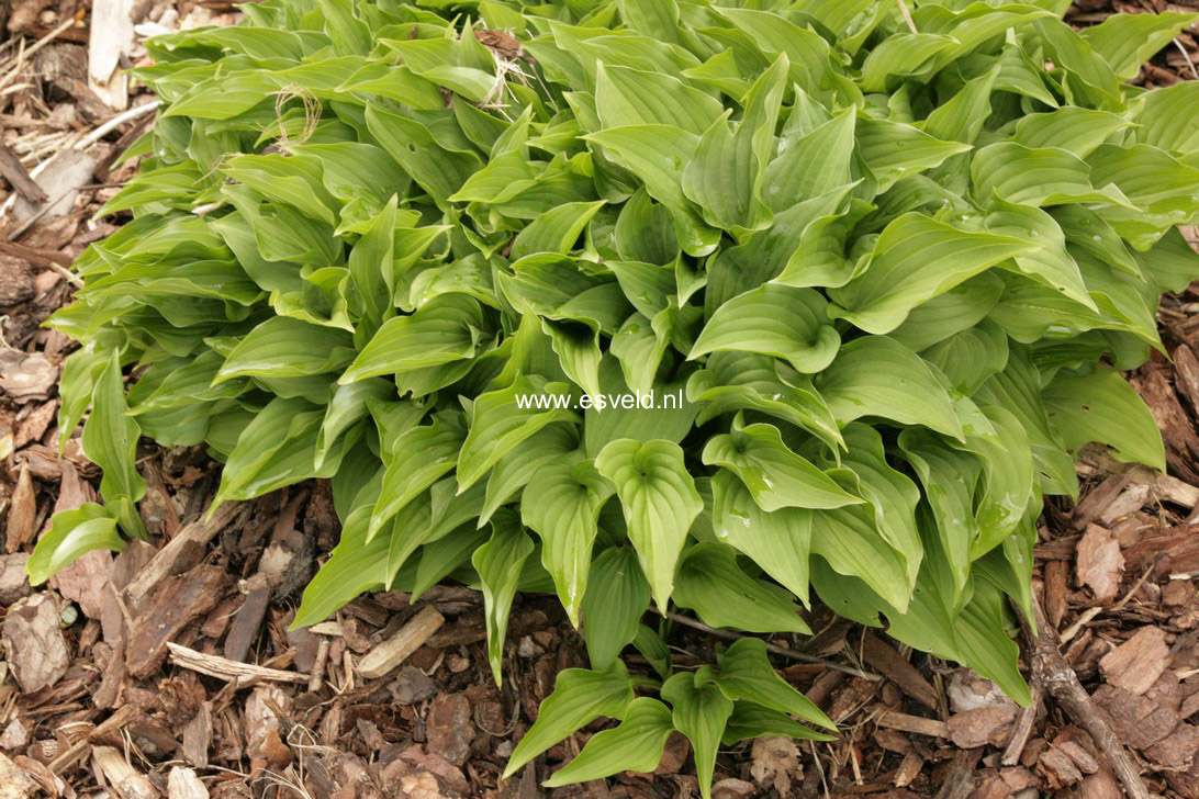 Hosta nakaiana (19342)