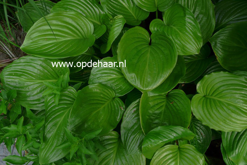 Hosta plantaginea 'Grandiflora'