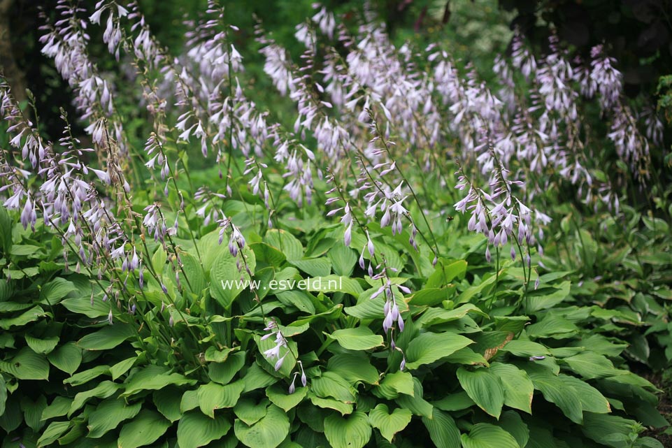 Hosta undulata 'Erromena'