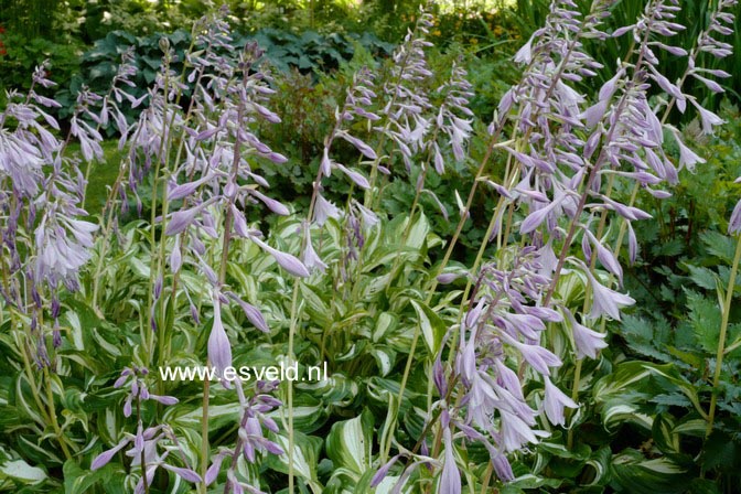 Hosta undulata