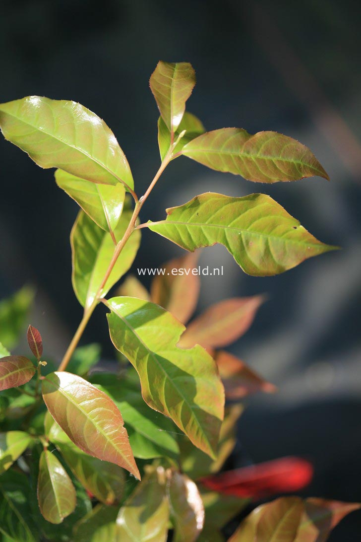 Huodendron biaristatum