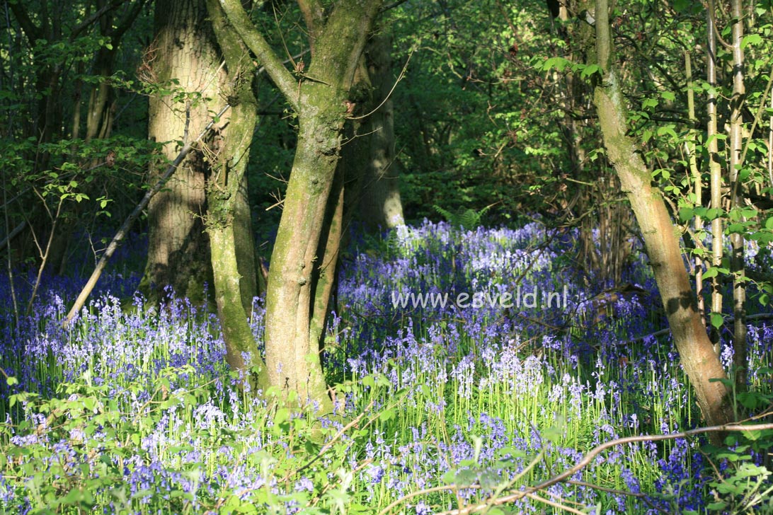 Hyacinthoides non-scripta
