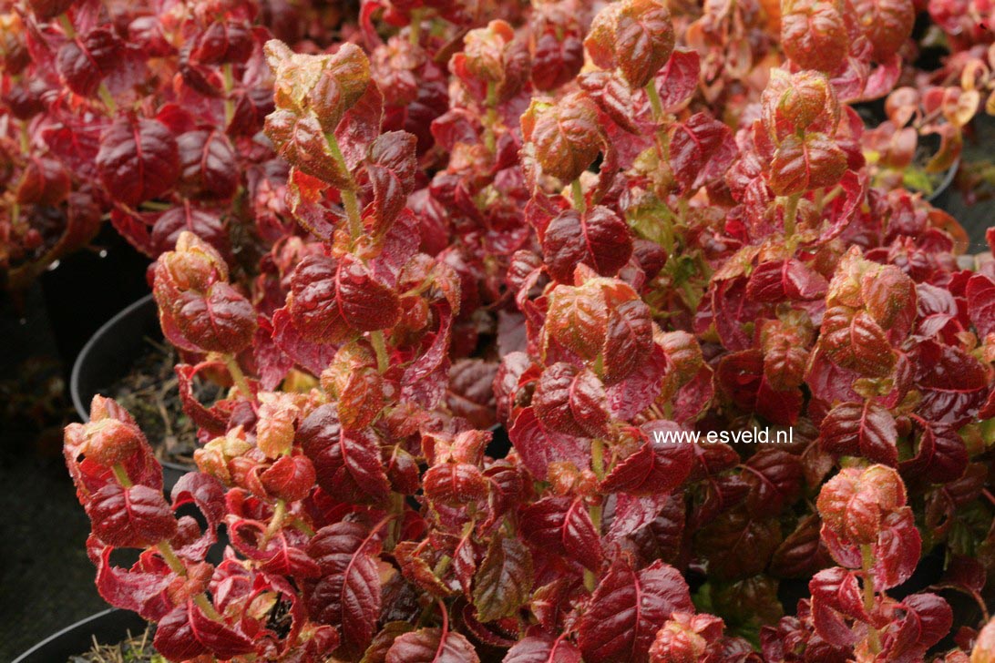 Hydrangea anomala 'Winter Surprise'