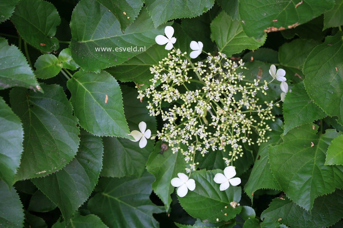 Hydrangea anomala quelpartii