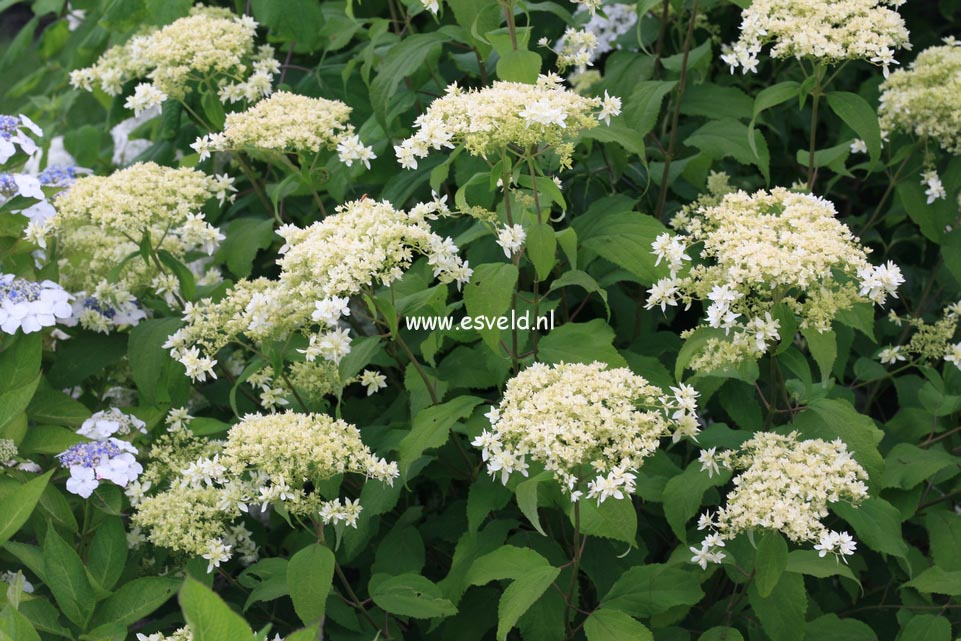Hydrangea arborescens 'Hayes Starburst' (HOVARIA)
