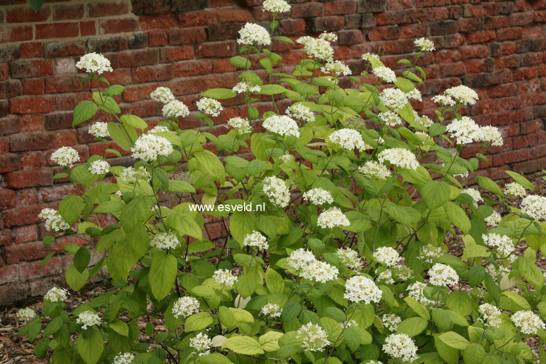 Hydrangea arborescens 'Hulsdonk'