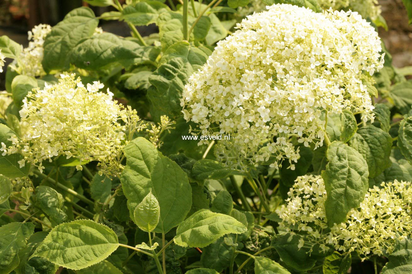 Hydrangea arborescens 'Puffed Green'