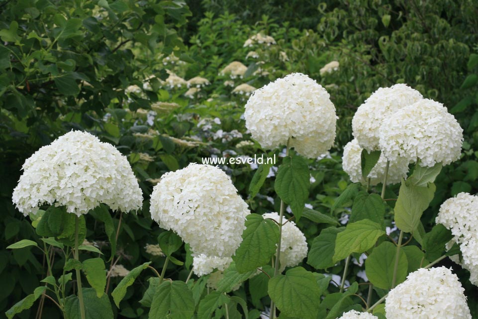 Hydrangea arborescens 'Sheep Cloud'