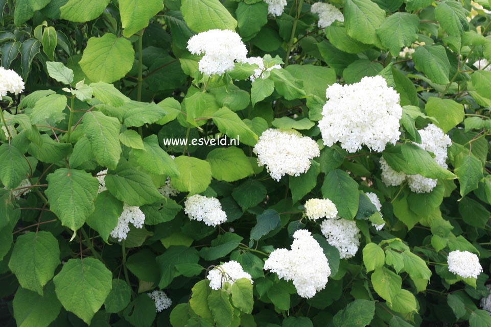 Hydrangea arborescens 'Sterilis'