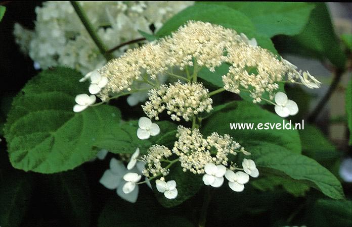 Hydrangea arborescens 'Vasterival'
