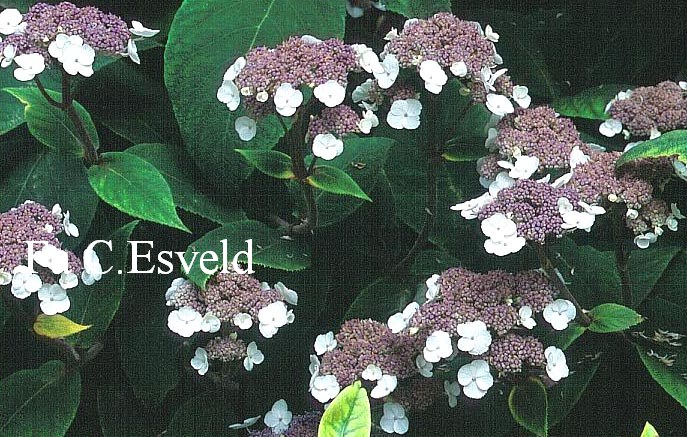 Hydrangea aspera 'Farrall'