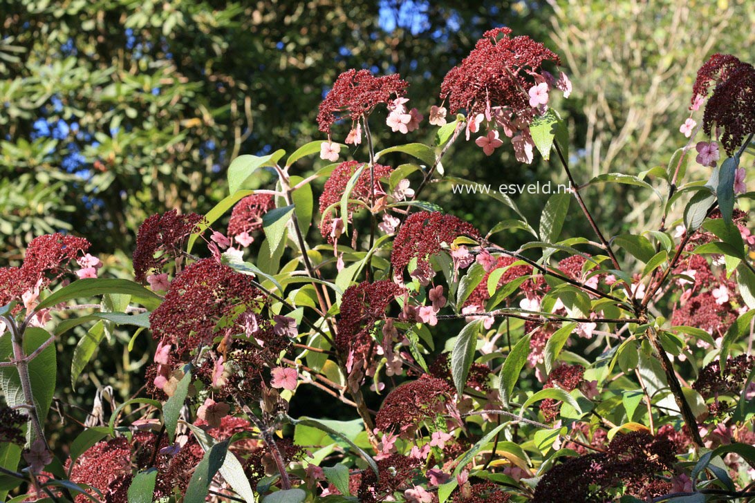 Hydrangea aspera 'Kawakami'