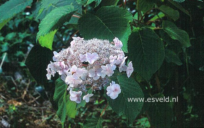 Hydrangea aspera 'Pink Cloud'
