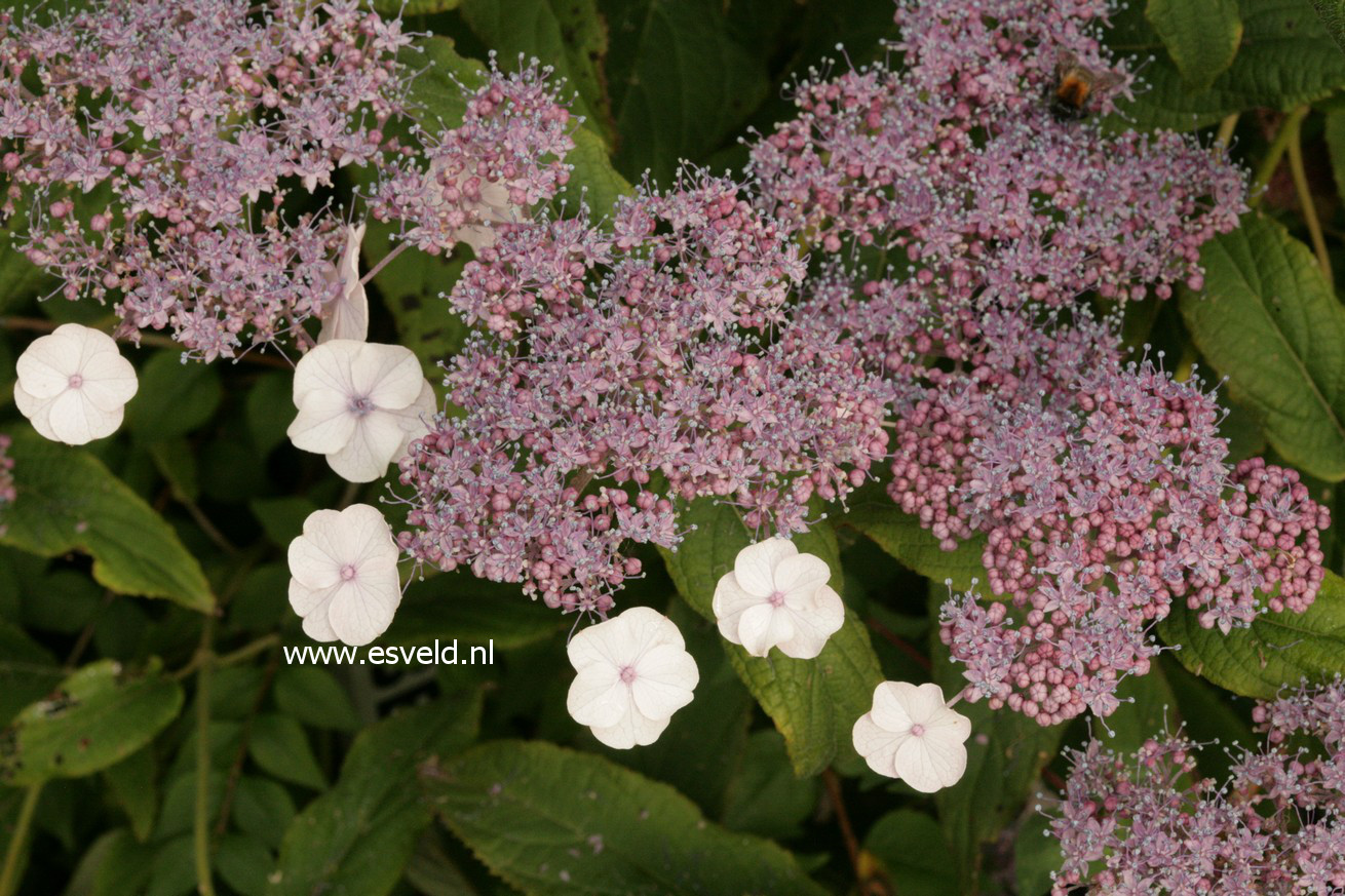 Hydrangea aspera robusta