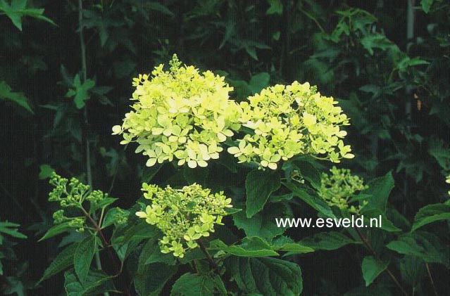 Hydrangea heteromalla 'Crug Farm' Hydrangea heteromalla 'Crug Farm'