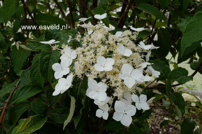 Hydrangea heteromalla 'Kalmthout'