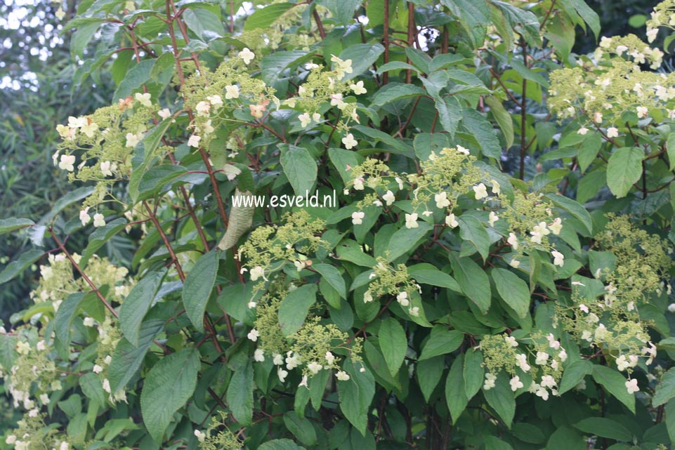 Hydrangea heteromalla 'Long White'