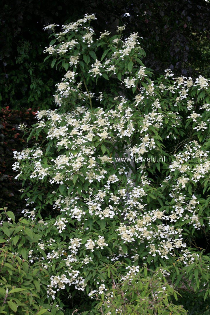 Hydrangea heteromalla 'Wilsonii'
