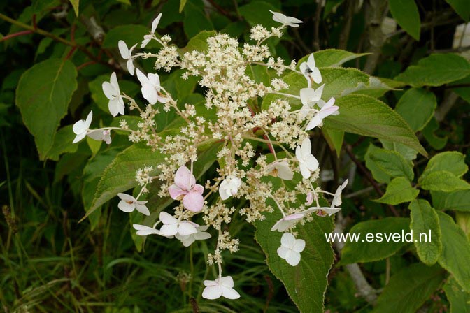 Hydrangea heteromalla 'Yalung Ridge'