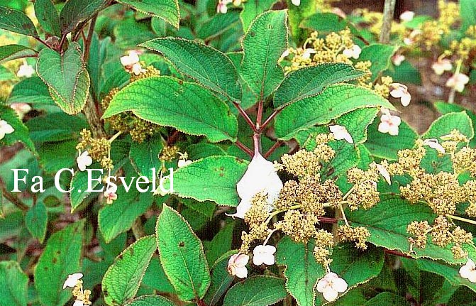 Hydrangea heteromalla var. mollis